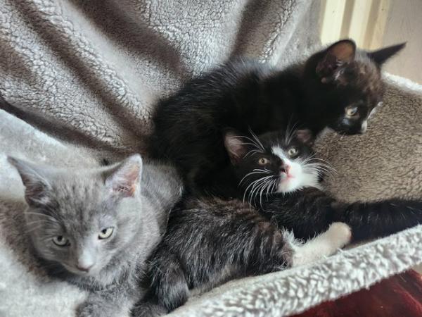 Image 4 of 9 week old kittens for sale