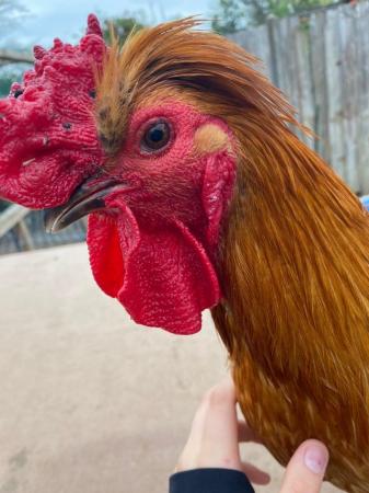 Image 1 of 2 year old brown rooster £10
