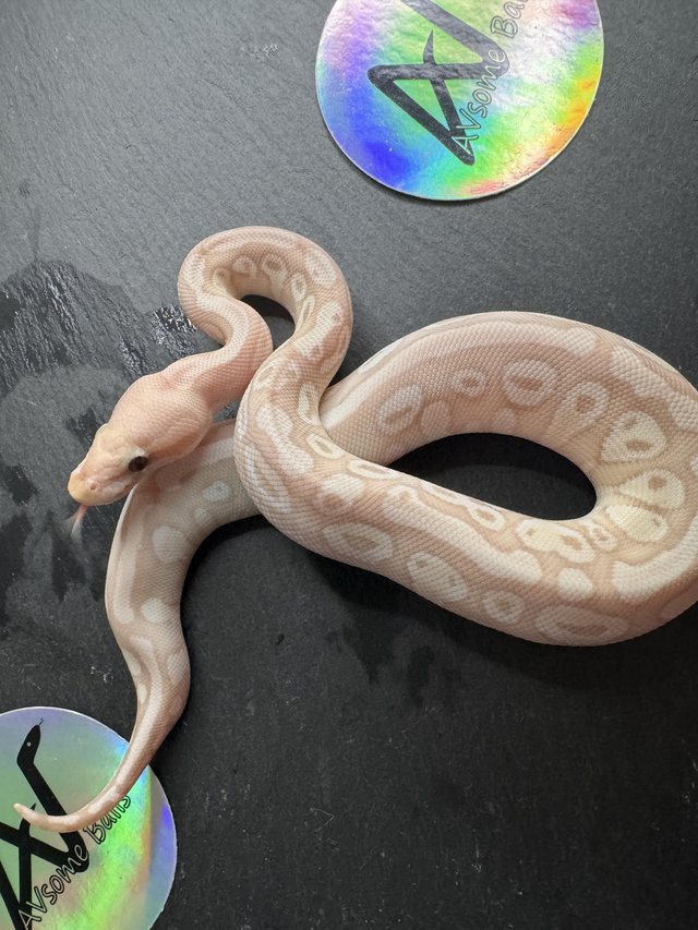 Preview of the first image of 1.0 Super Banana Mojave Het Clown royal/ball python baby.
