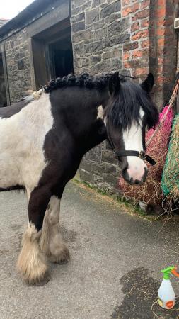 Image 4 of lovely 4 year old cob mare