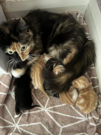 Image 1 of Gorgeous Kittens for sale