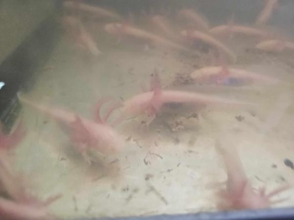 Image 4 of Young axolotls for sale