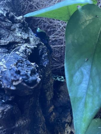 Image 2 of Dyeing Poison Dart Frog (Dendrobates tinctorius) Green sips’