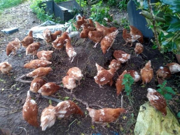 Image 2 of Point of Lay Goldline Chickens