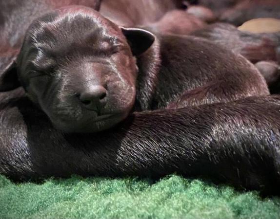 Image 3 of KC reg Labrador puppies black & yellow
