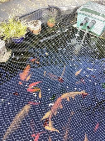 Image 3 of POND FISH: KOI, 80 other FISH POND PUMP AND FILTER