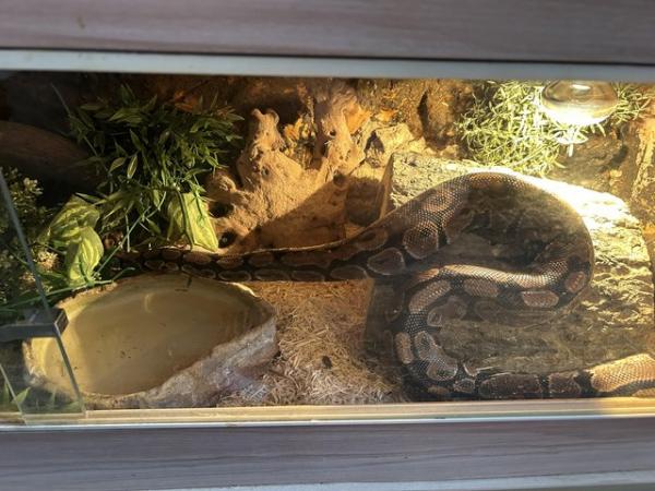 Image 5 of Ball python for sale open to offers