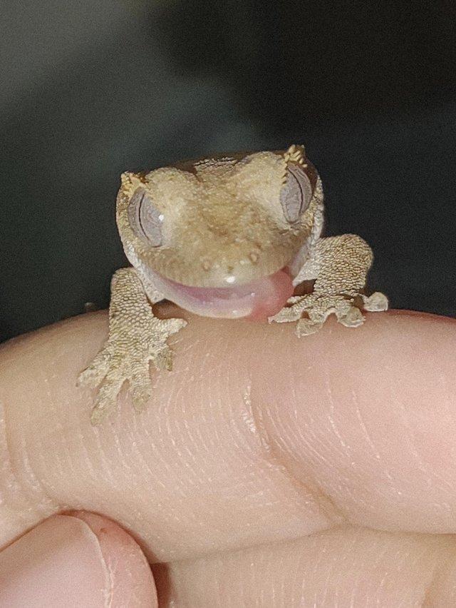 Preview of the first image of Beautiful crested gecko babies.