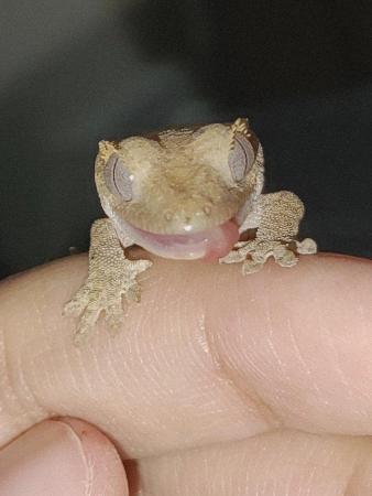 Image 1 of Beautiful crested gecko babies