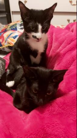 Stunning Oriental Kittens BLACK AND WHITE 3 BOYS for sale in Biggleswade, Bedfordshire - Image 8