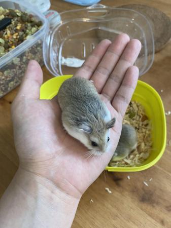 Image 5 of 3 dwarf roborovski hamster looking for new home
