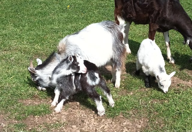 Image 3 of Pair of Pygmy Goat Kids Male & Female