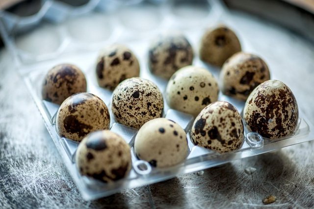 Image 2 of Quail eggs for sale....(hatching or eating)......