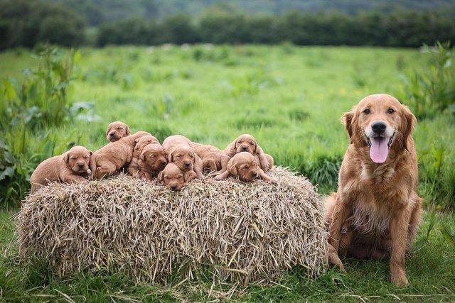 Image 2 of Excellent KC Working Golden Retriever Puppies