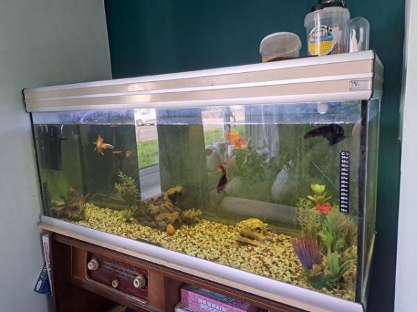Image 3 of Good home needed for 4 fish