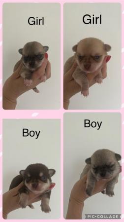 Image 2 of Teacup chihuahuas for sale