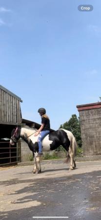 Image 7 of 13hh LightlyBacked Cob Mare Riding Pony/Ride & Drive Project