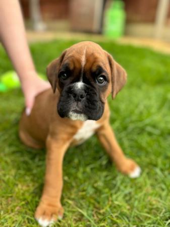 Image 22 of Stunningly Perfect 6 week old KC Pedigree Boxer puppies.