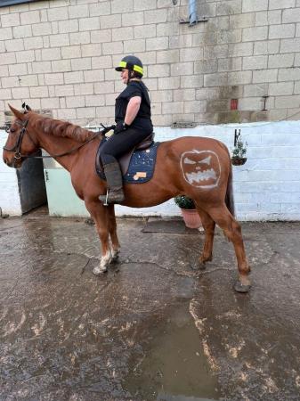 Image 16 of 17hh Irish sports horse gelding for part-loan