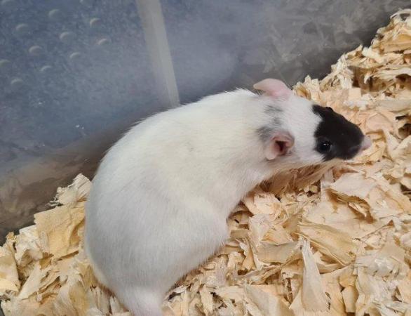 Image 5 of 6 to 8 week old rats available now