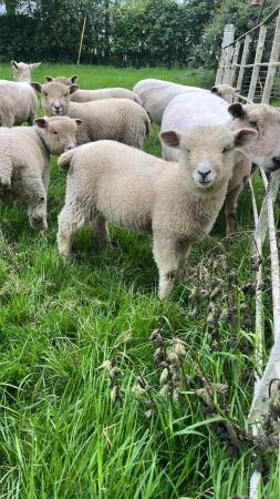 Image 3 of 3x ewe lambs and 3x ram lamb for sale