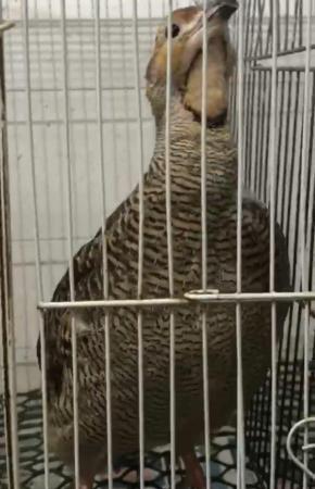 Image 5 of Grey francolin Pair Male and Female (gora teetar) for sale