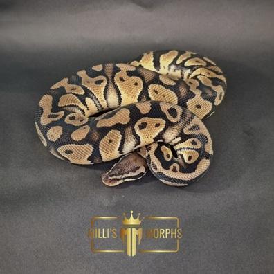 Preview of the first image of Pastel 100% Double Het Clown Pied Male.