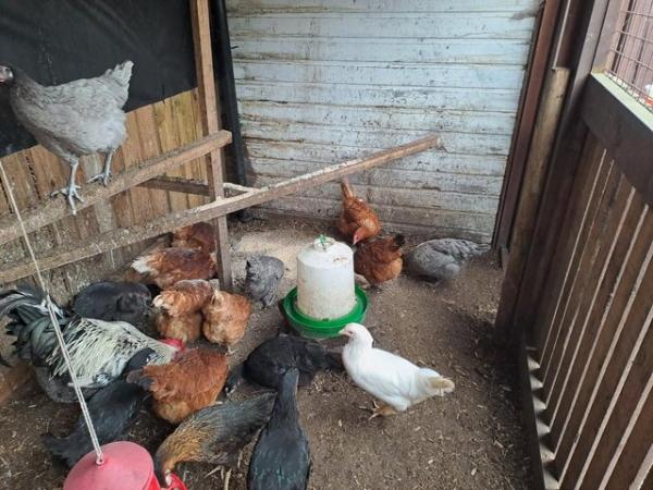 Image 1 of POL....CHICKENS......available now...(vaccinated)........