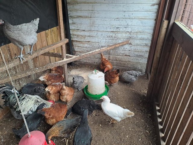 Preview of the first image of POL....CHICKENS......available now...(vaccinated).........