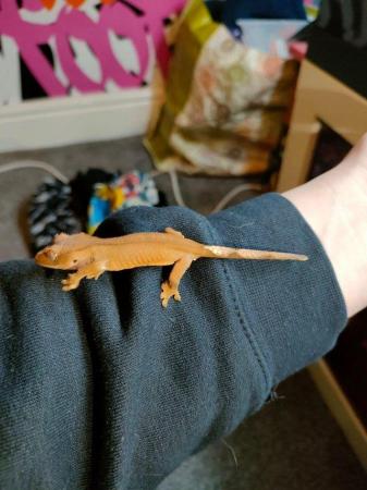 Image 24 of baby crested Geckos for sale..