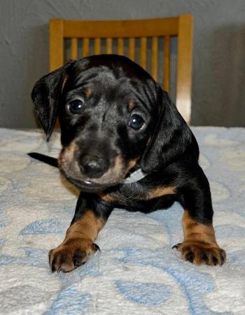 Image 2 of For sale Male Standard Dachshund Puppies