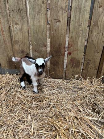 Image 1 of Beautifully marked Pygmy nanny kid for sale