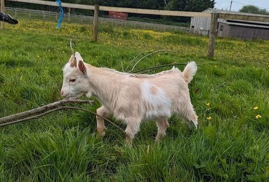 Image 3 of Young pygmy goat billy for sale
