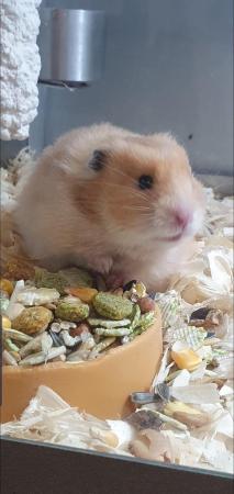 Image 1 of Baby Syrian Hamsters- Males & Females
