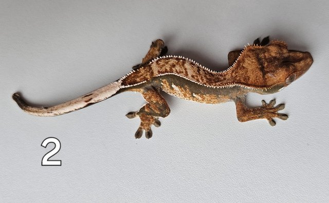 Image 3 of Juvenille Crested geckos