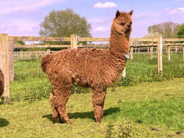 Image 1 of Alpaca female. Top quality, Champion sired, BAS registered