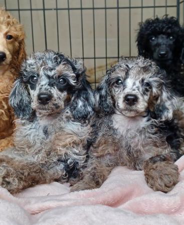 Image 3 of Miniature poodles ready to go microchip and vet checked