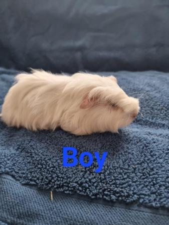 Image 1 of Guinea pigs available various colours