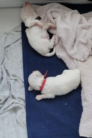 Image 6 of 2 Bishon frise pups left for sale