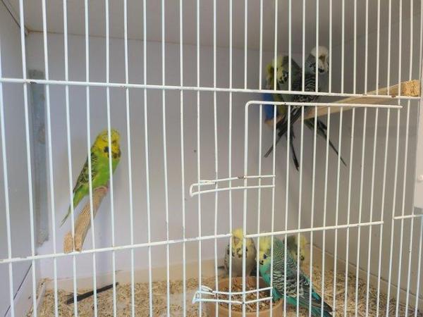 Image 6 of Exhibition budgerigars for sale