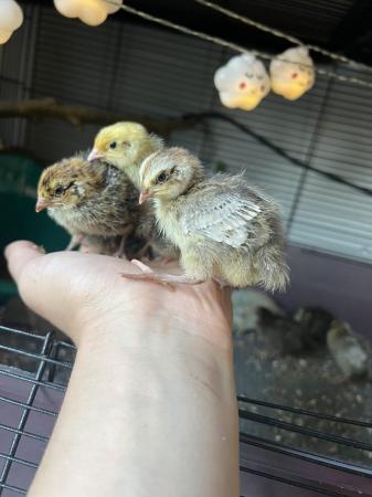 Image 2 of Coturnix quail week olds and older