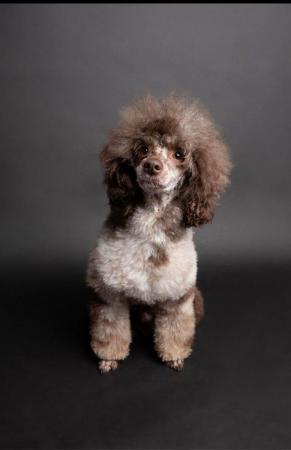 Image 3 of EXTENSIVELY HEALTH TESTED CHOC MERLE POODLE STUD
