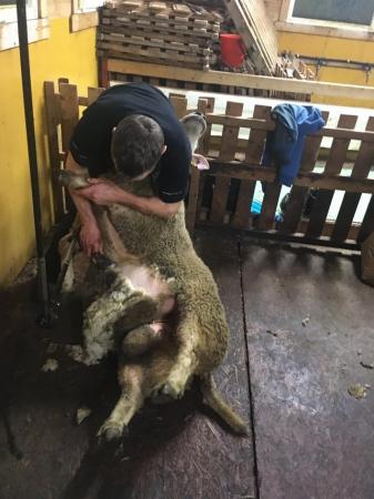 Image 3 of Sheep shearing service .
