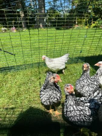 Image 2 of Free to a good home SILVER LACED WYANDOTTE BANTAMS