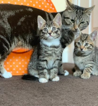 Image 4 of Polydactyl Tabby and Tabby and white Kittens