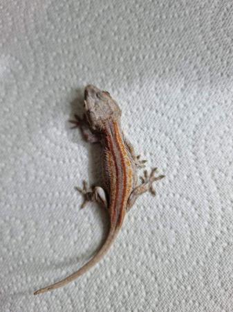 Image 2 of Gargoyle gecko babies available
