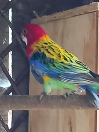 Image 1 of Golden mantle rosella male and female cockatiels