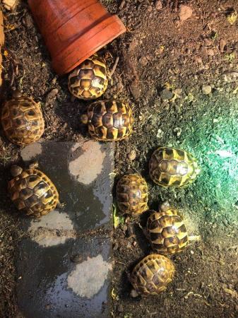 Image 3 of Hermanns tortoise hatchlings for sale