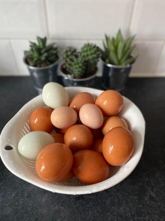 Image 1 of 6 Mixed Fertile chicken hatching eggs for sale