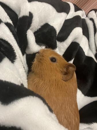 Image 5 of 2 Guinea pigs for sale (2 males)